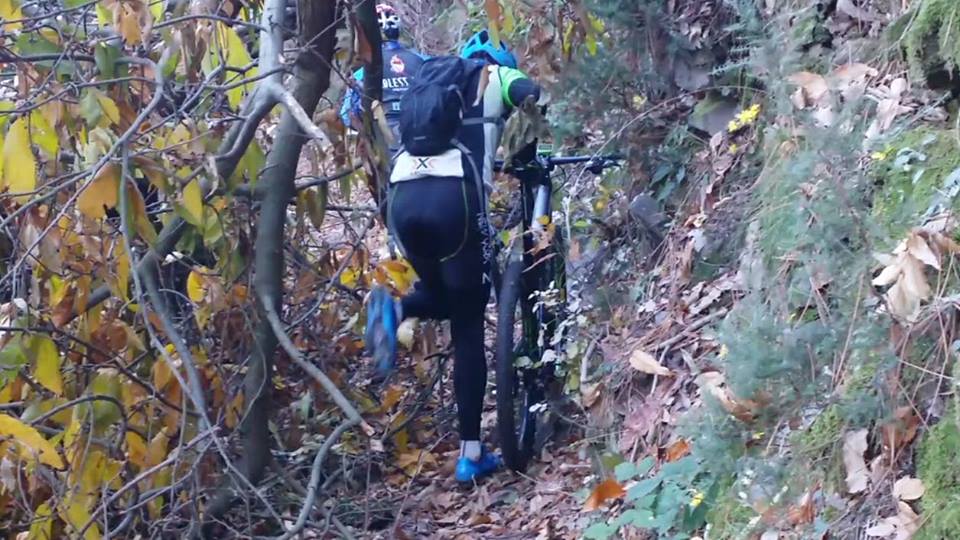 260 una Passeggiatina nel Bosco